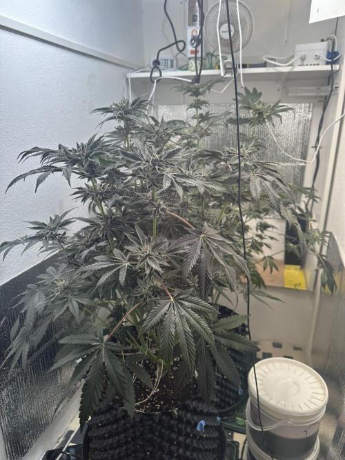 Wizard Trees 🧙‍♀️. Week 8