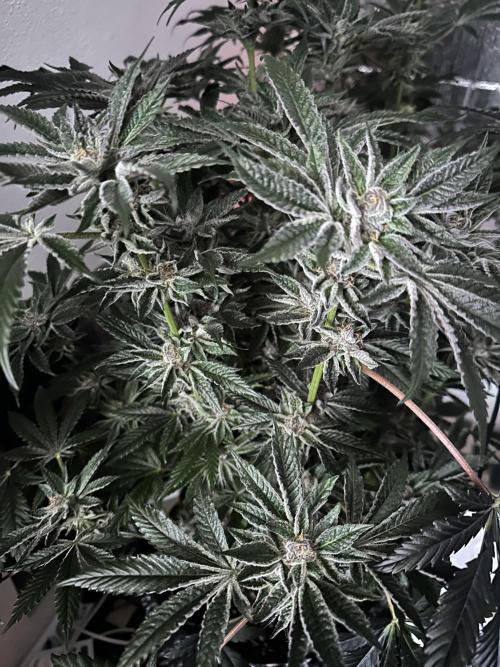 Wizard Trees 🧙‍♀️. Week 8