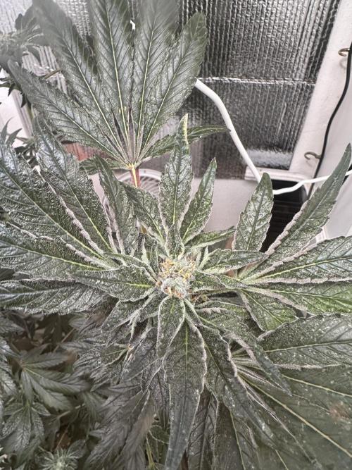 Wizard Trees 🧙‍♀️. Week 8