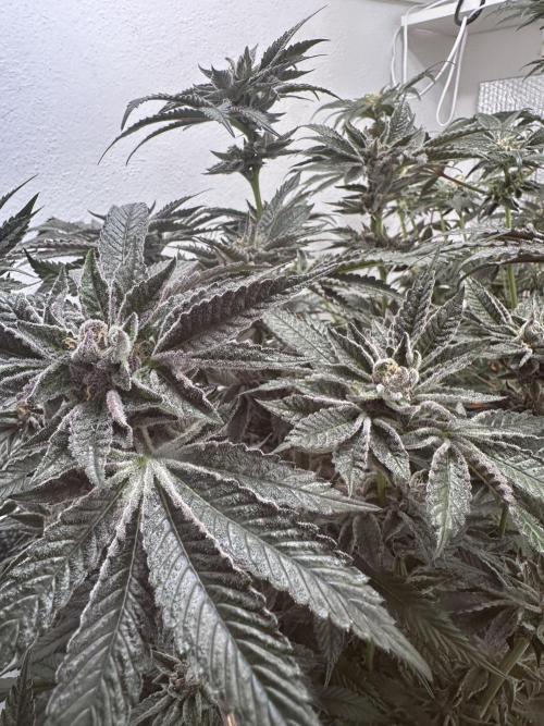 Wizard Trees 🧙‍♀️. Week 8