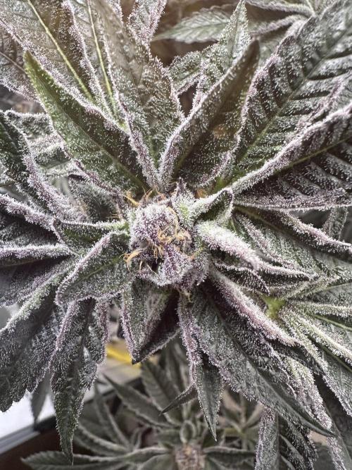 Wizard Trees 🧙‍♀️. Week 8