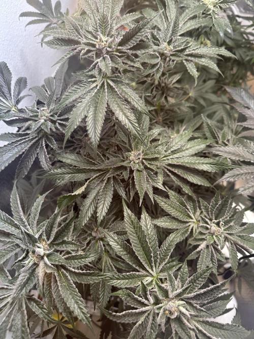 Wizard Trees 🧙‍♀️. Week 8