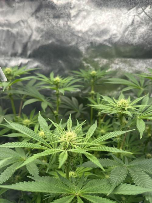 Bubblegum Gelato. Week 7