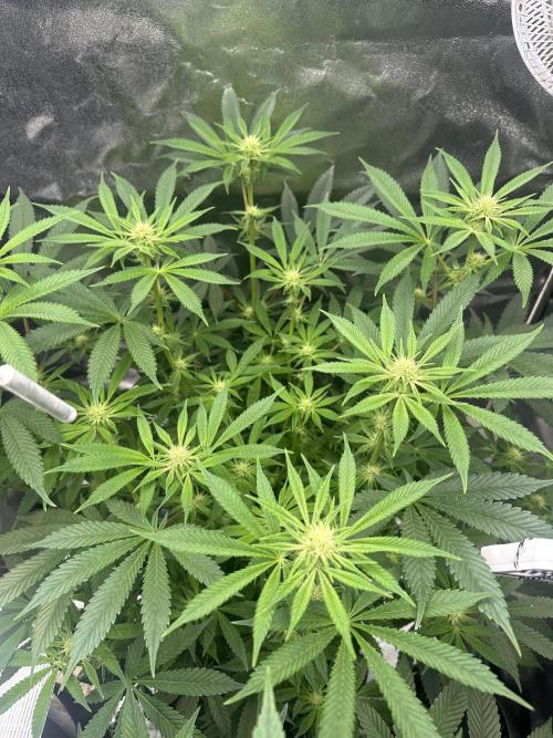 Bubblegum Gelato. Week 7