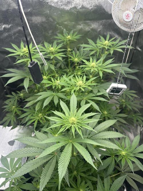 Bubblegum Gelato. Week 7