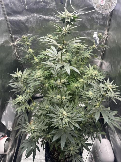 Bubblegum Gelato. Week 8