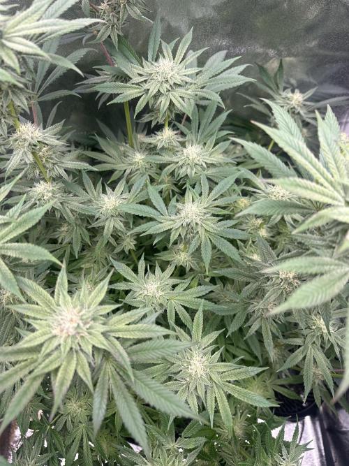 Bubblegum Gelato. Week 8