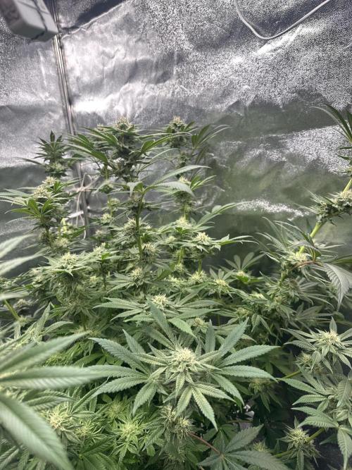 Bubblegum Gelato. Week 8