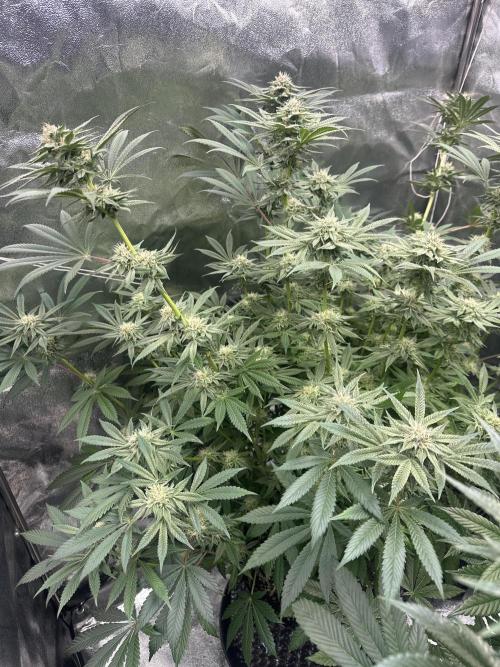 Bubblegum Gelato. Week 8