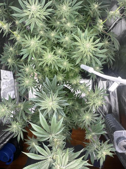 Bubblegum Gelato. Week 8