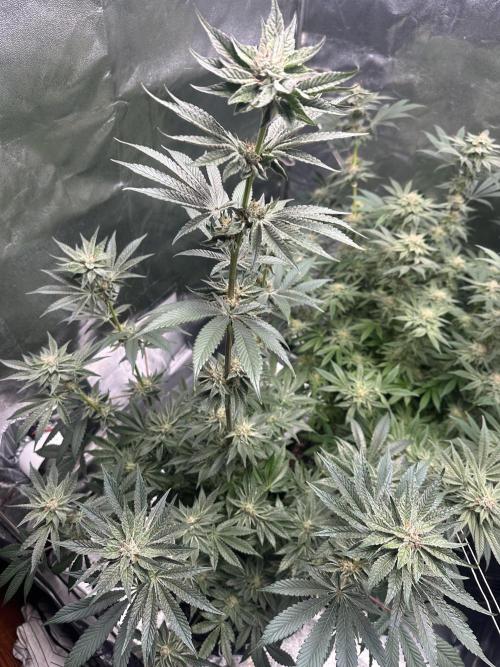 Bubblegum Gelato. Week 9