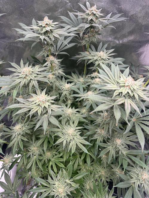 Bubblegum Gelato. Week 9