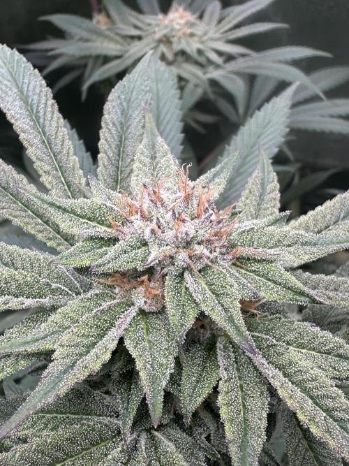 Bubblegum Gelato. Week 9