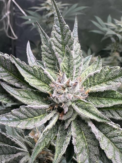 Bubblegum Gelato. Week 9