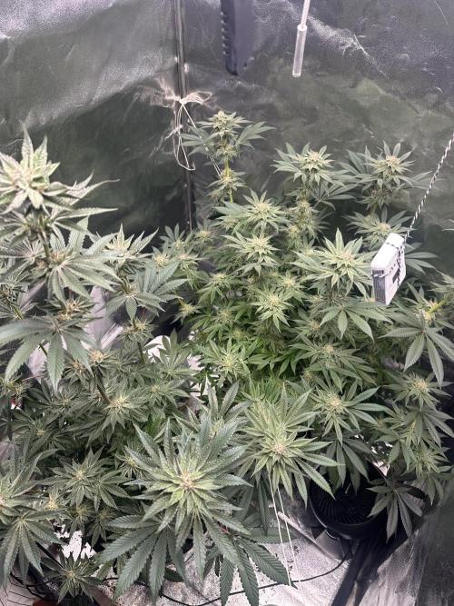 Bubblegum Gelato. Week 9
