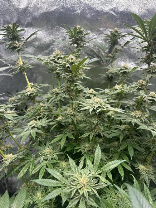 Bubblegum Gelato. Week 9