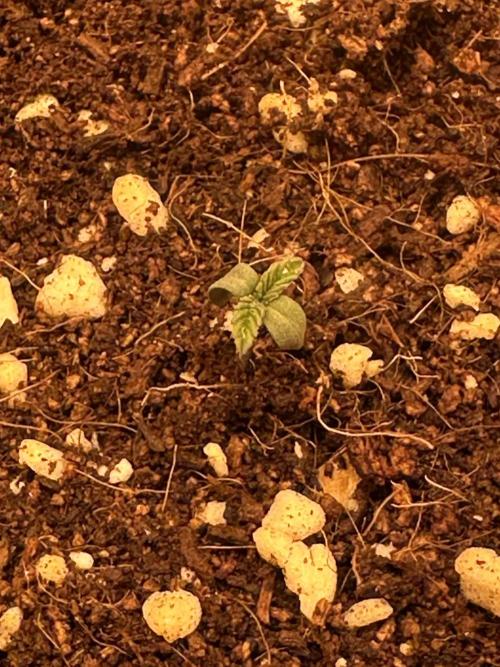 Doja Lemongrass Gas. Week 0
