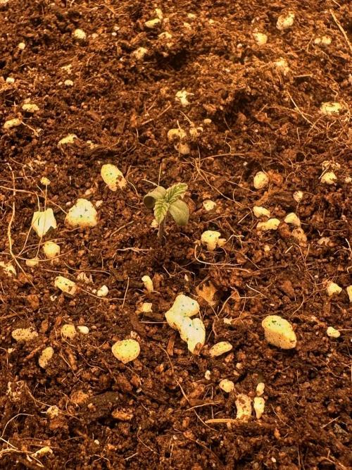 Doja Lemongrass Gas. Week 0