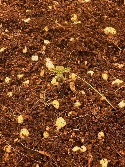 Doja Lemongrass Gas. Week 0