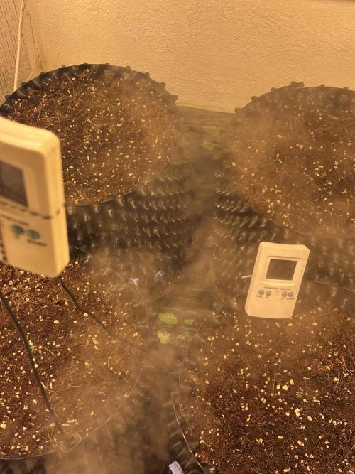 Doja Lemongrass Gas. Week 0
