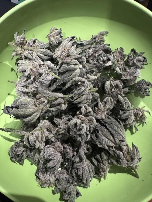 Wizard Trees 🧙‍♀️. Week 9