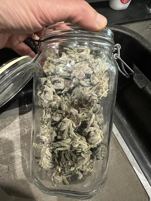 Wizard Trees 🧙‍♀️. Week 9