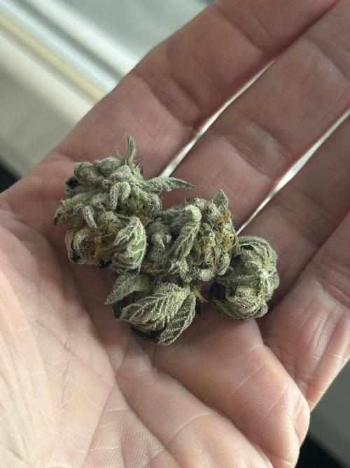 Wizard Trees 🧙‍♀️. Week 9