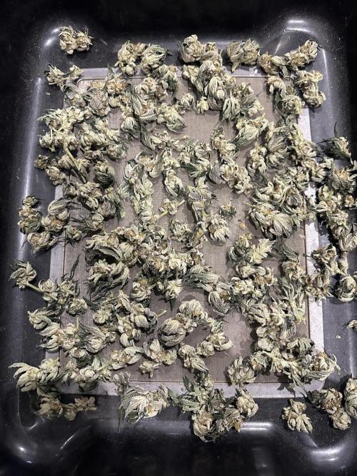 Wizard Trees 🧙‍♀️. Week 9