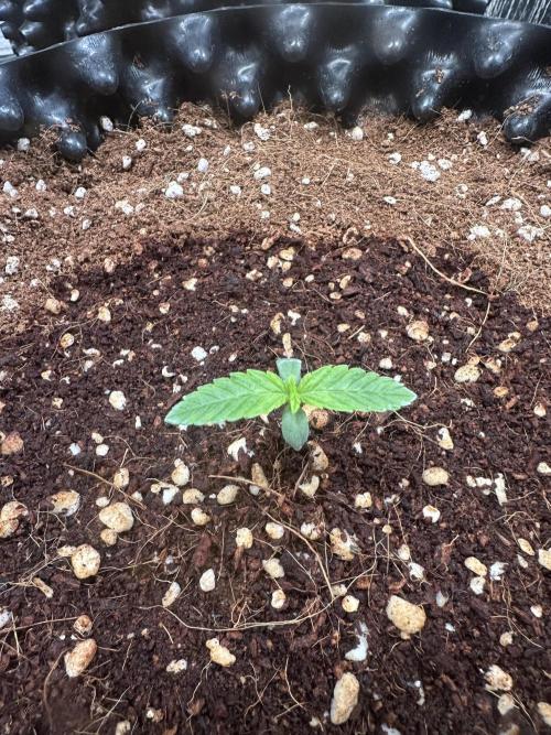 Doja Lemongrass Gas. Week 1