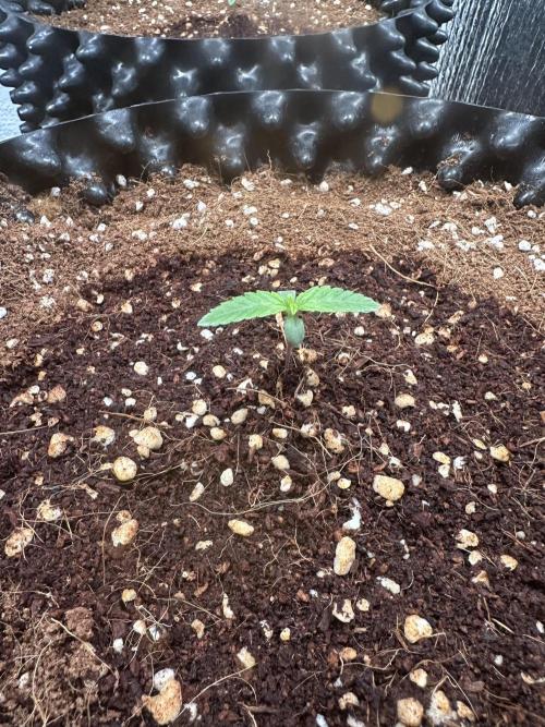 Doja Lemongrass Gas. Week 1