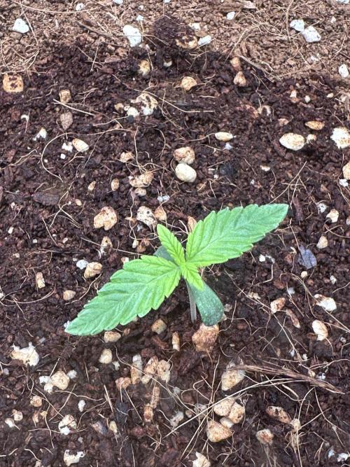 Doja Lemongrass Gas. Week 1