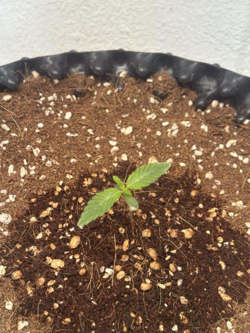 Doja Lemongrass Gas. Week 1