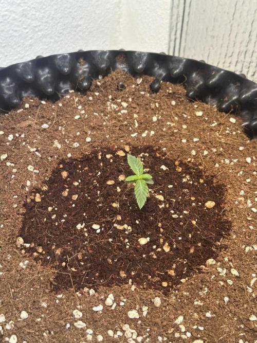 Doja Lemongrass Gas. Week 1