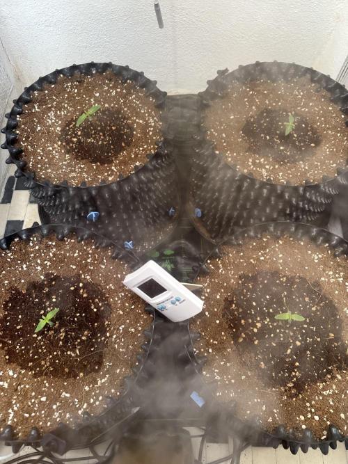 Doja Lemongrass Gas. Week 1