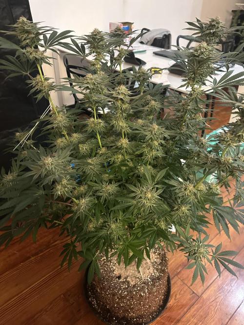 Bubblegum Gelato. Week 10