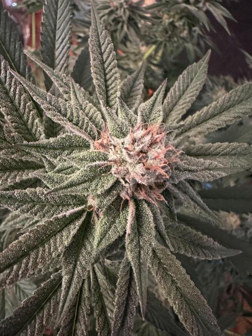 Bubblegum Gelato. Week 10