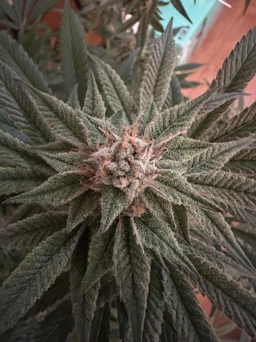 Bubblegum Gelato. Week 10