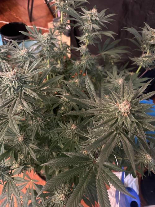 Bubblegum Gelato. Week 10