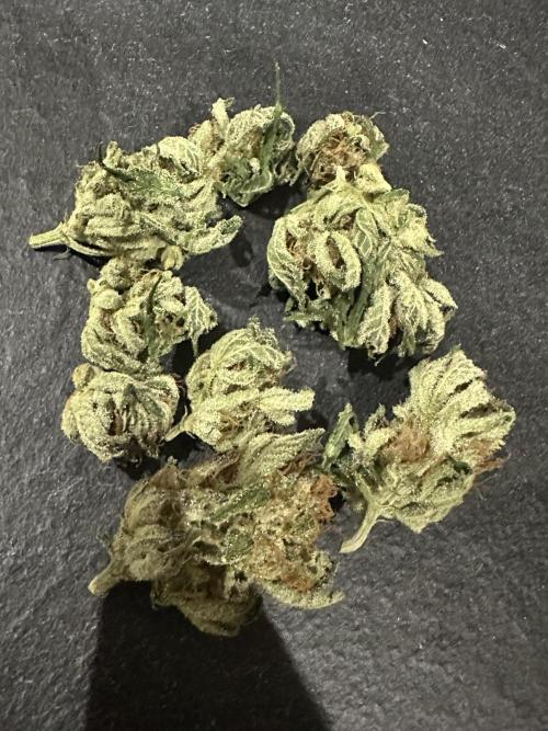 Bubblegum Gelato. Week 10