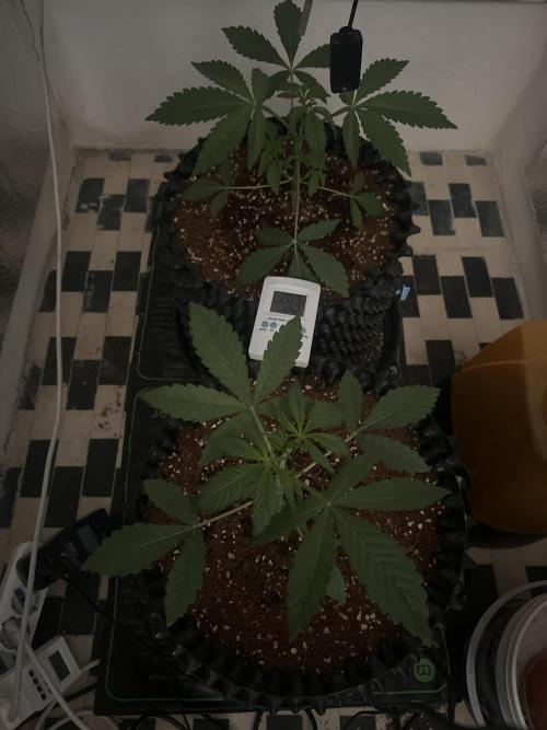 Doja Lemongrass Gas. Week 2
