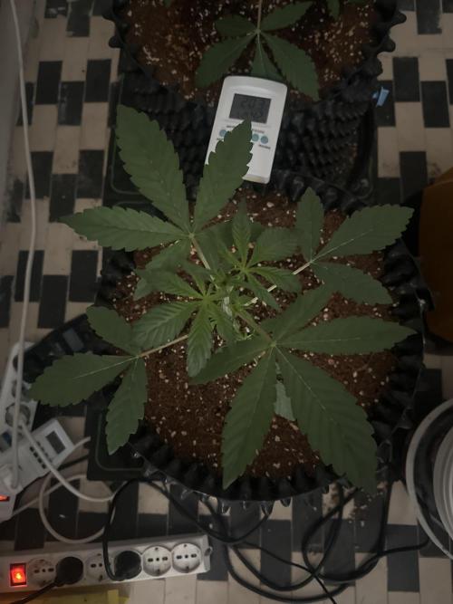Doja Lemongrass Gas. Week 2