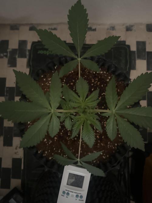Doja Lemongrass Gas. Week 2