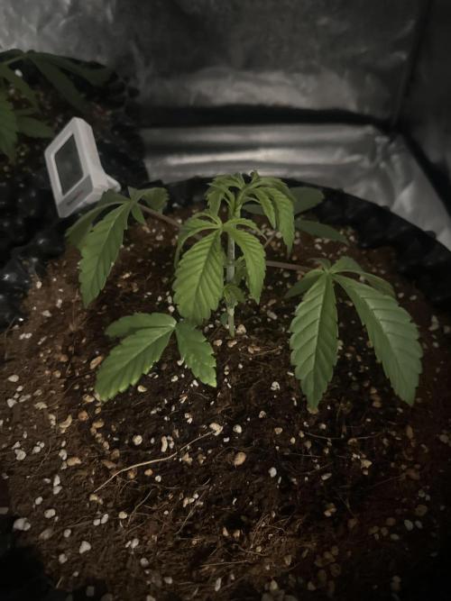 Doja Lemongrass Gas. Week 2