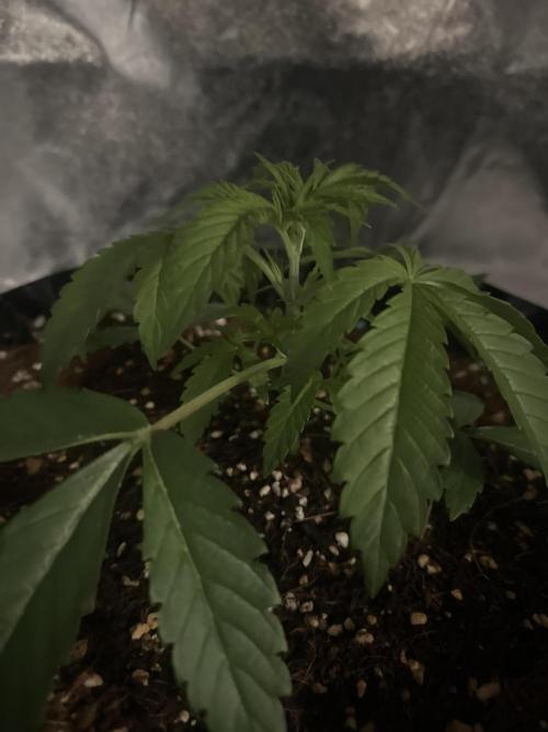 Doja Lemongrass Gas. Week 2