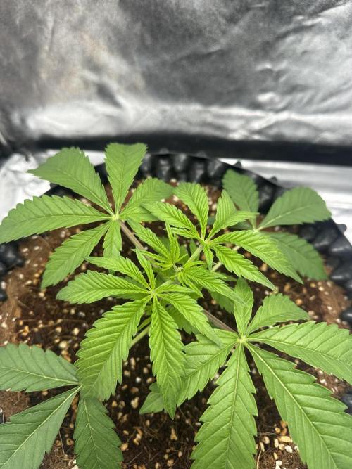 Doja Lemongrass Gas. Week 3
