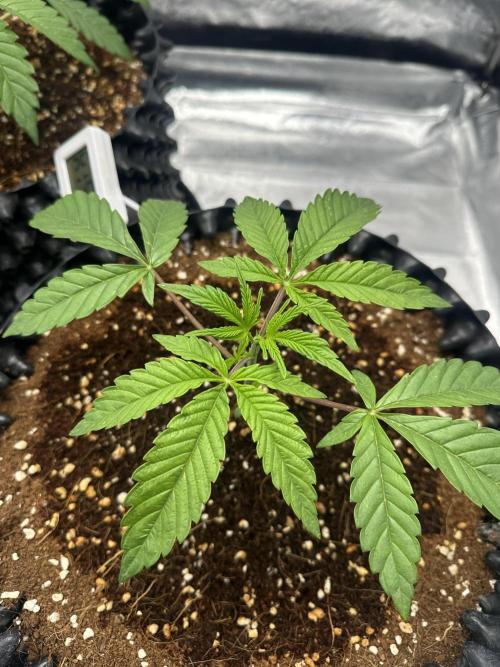Doja Lemongrass Gas. Week 3