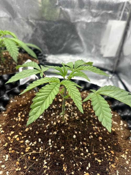 Doja Lemongrass Gas. Week 3