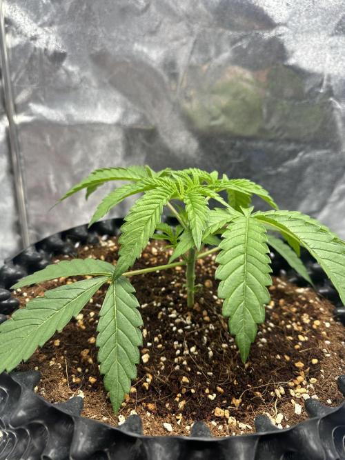 Doja Lemongrass Gas. Week 3