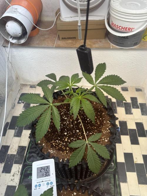 Doja Lemongrass Gas. Week 3