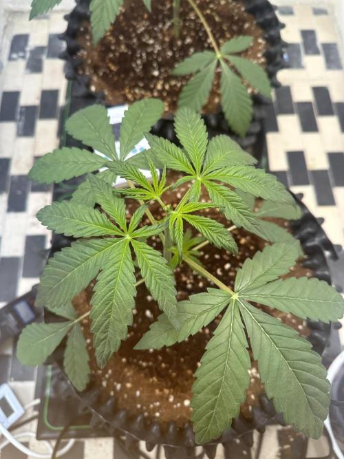 Doja Lemongrass Gas. Week 3